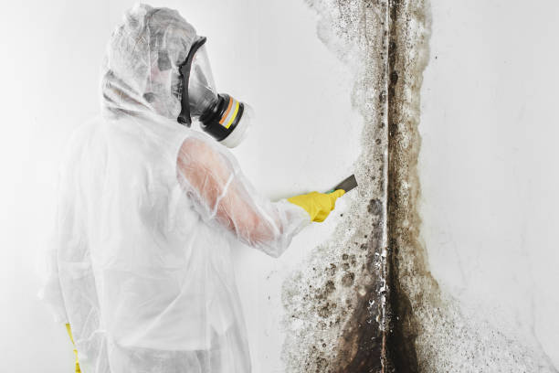 Best Post-Remediation Services in South Amherst, OH