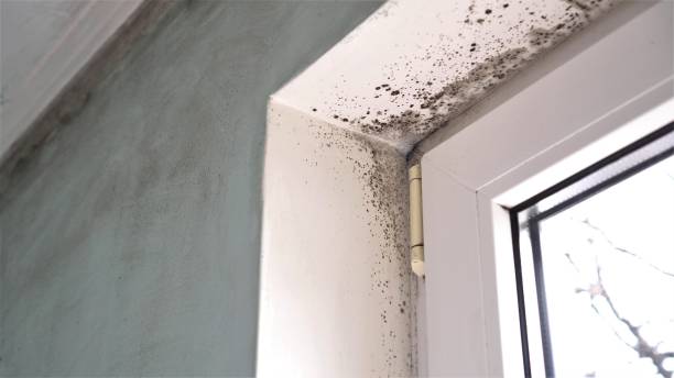 Best Basement Mold Remediation in South Amherst, OH