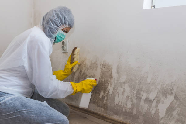 Best Industrial Mold Remediation in South Amherst, OH