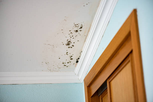 Best Emergency Mold Remediation in South Amherst, OH