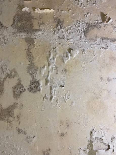 Best Commercial Mold Remediation in South Amherst, OH